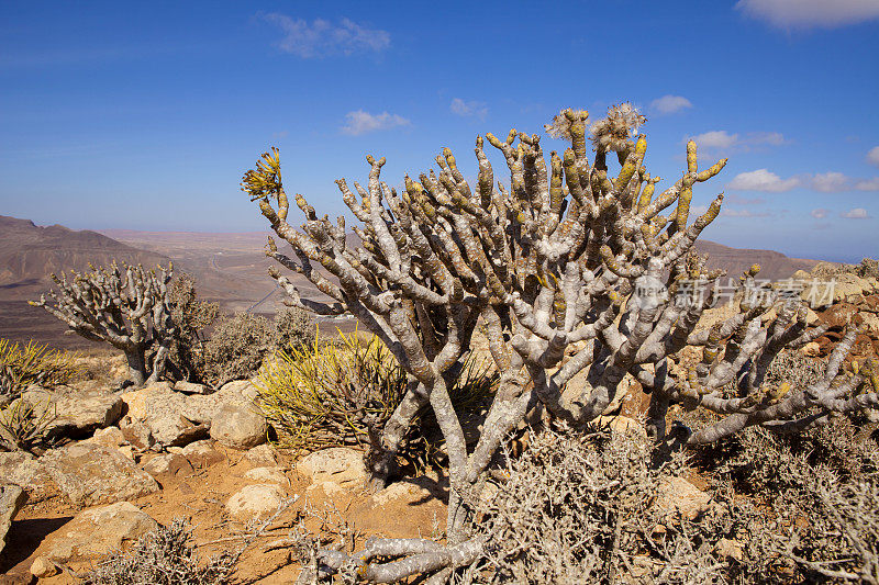 Tabaibas和种子在Tablero del Saladillo - Fuerteventura